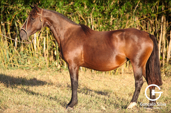 HAYA DE SANTA ANGELICA 