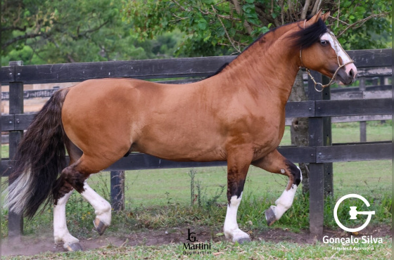 NIAZZI UNIVERSO - Cota de 5%