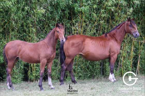 JOCASTA II DO ACEGUÁ