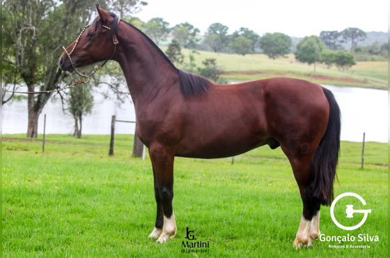 ZEUS DA SÃO JOÃO DO BURITY