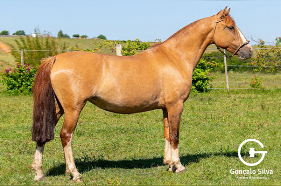 ÉGUA BUENA DO JARUNÃ