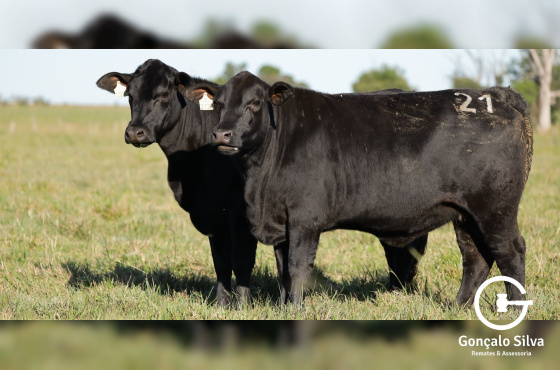 VACAS PRENHES – LOTE 