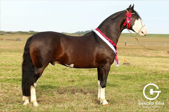 COTA DE 0,555% XEQUE MATE DA BOA VISTA 