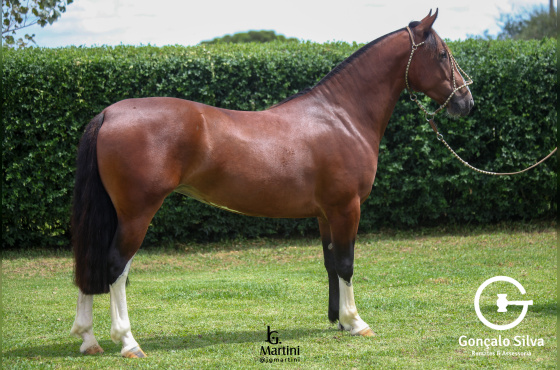 SINAL DA CRUZ URSULA