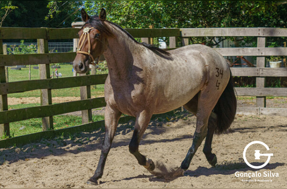 ESMERALDA DA FAZENDINHA DA LI