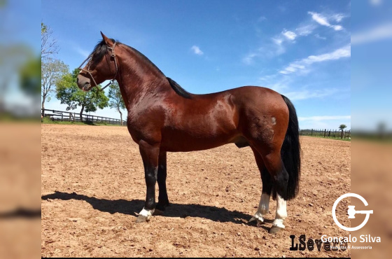 ARROGANTE  DA SANTA  EULÁLIA