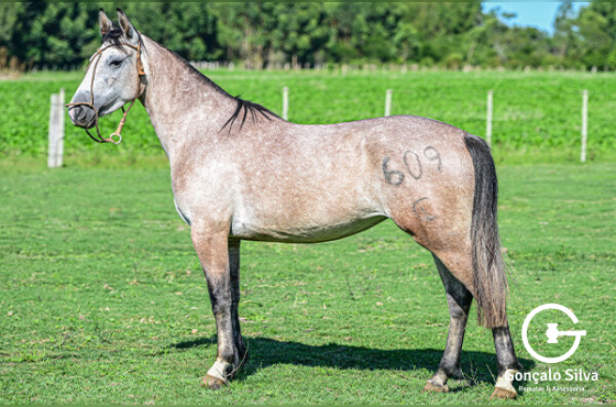 DOLCE E GABBANA DO PASSO DA LAGE