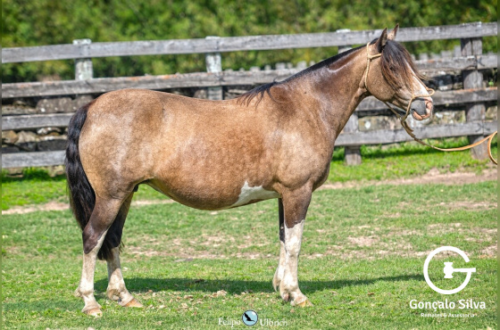 LA PAMPA 460 DA RECONQUISTA