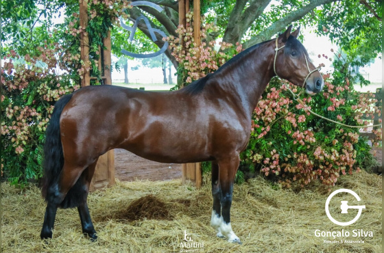 AS MALKE JUSTIÇA II