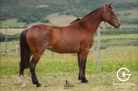 FABULOSA DA BARAÚNA