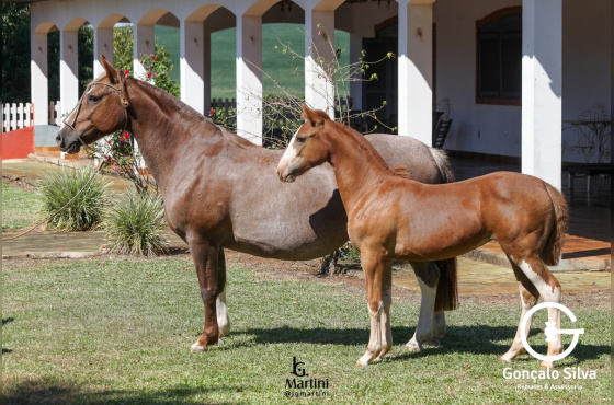 INÉDITA DE SÃO CARLOS 