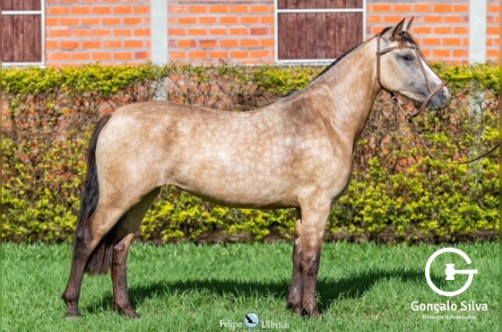 LA CASTELLANA SIAZINHA