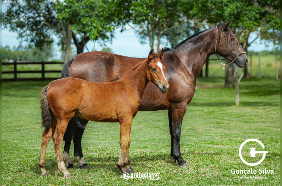NAVALHA DE SANTO ANICETO