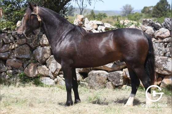 VIRTUOSO DO VEIO D'ÁGUA