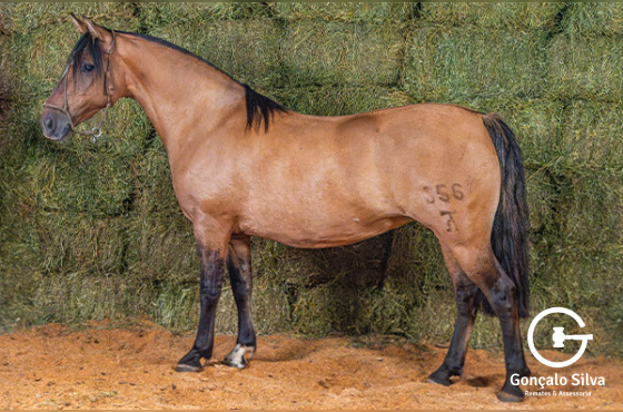 ESTRELA CADENTE DA MACENA