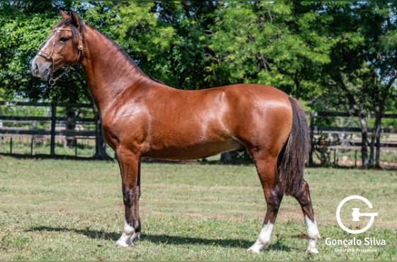 TRUCO LA COMPOSTELLA