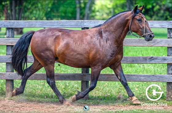 LA CASTELLANA TINHOSA II