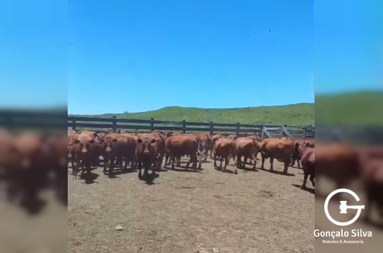 BOVINOS - 46 TERNEIROS CASTRADOS - CRUZA RED ANGUS