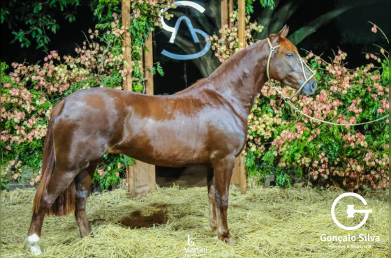 AS MALKE LAMPARINA II