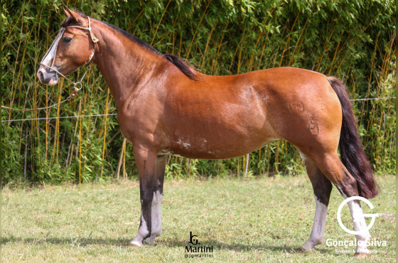 UTOPIA II DO ACEGUÁ