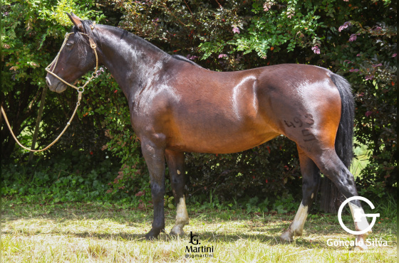 RESUELTA DO CAÇADOR