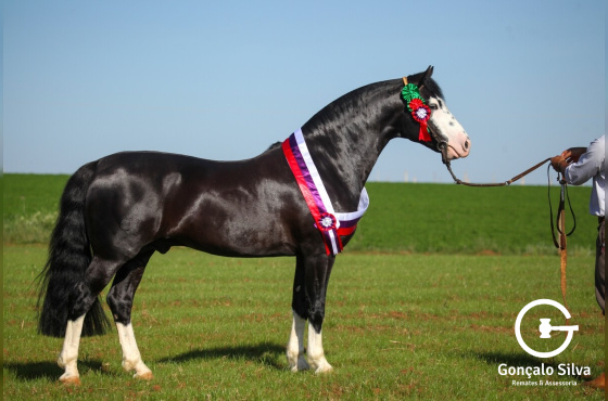 QUE BUENO DO RIBEIRÃO BONITO - TE