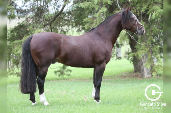 VANERÃO II DE SANTA THEREZA