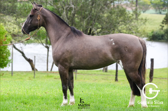 VESPA DA SÃO JOÃO DO BURITY
