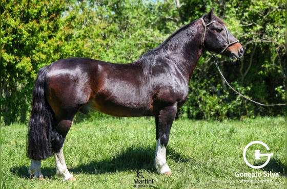 BUZZO DA MAYA - DIREITO DE USO 