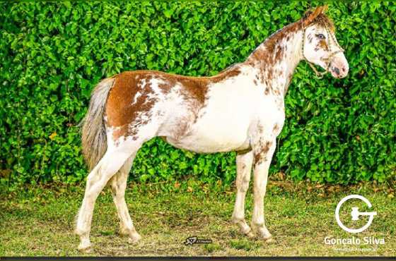 OBRA PRIMA II DO CAMBOIM