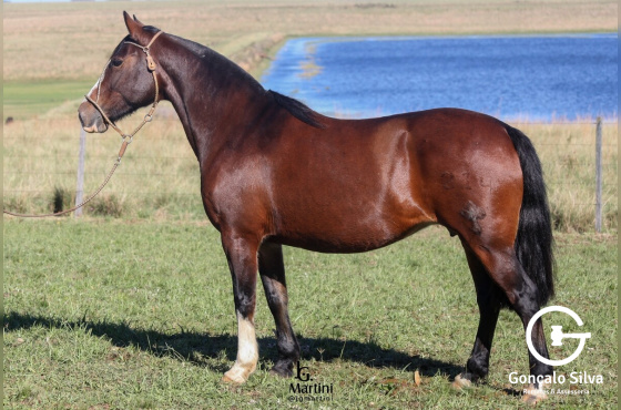 HIJA ARGENTINA DA MATARAZZO