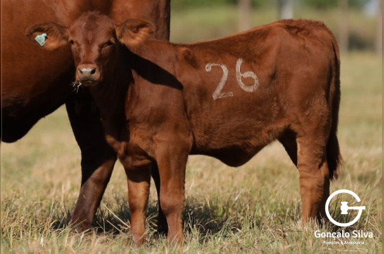 VACAS PRENHES COM CRIA AO PÉ - LOTE 