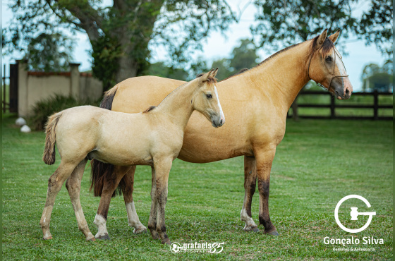  NUVEM DE SANTO ANICETO