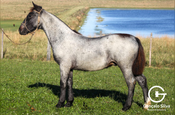 VENDA VERTICAL  POTRO OU JOANA 668 DE NAZARETH