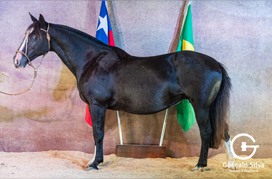 ZAPATA DOS CASTANHEIROS