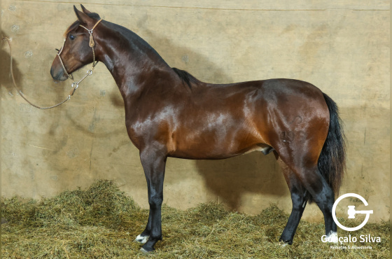 MONTE PAMPERO MANO A MANO-TE