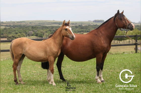 ANDARIEGA DO ITAPORORÓ