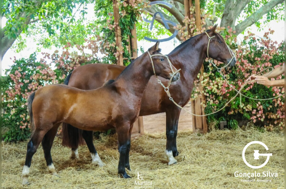JARDINEIRA DA GAP SÃO PEDRO 