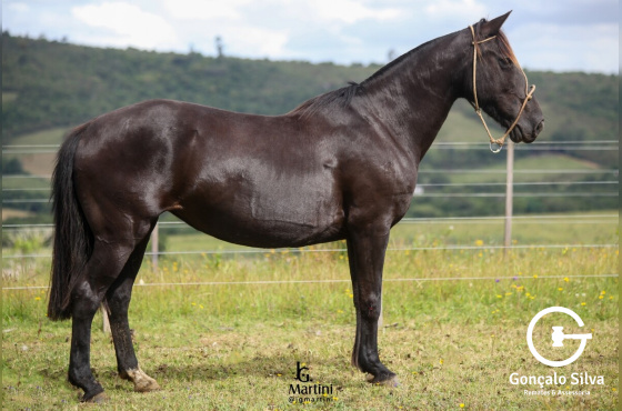 LÁGRIMA DO CERRO AGUDO 