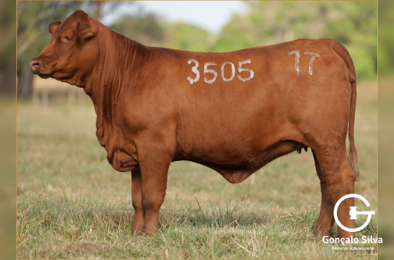  MR BRASÃO 3505
