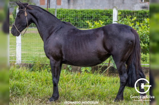 LA SENSACIÓN CARABINA 