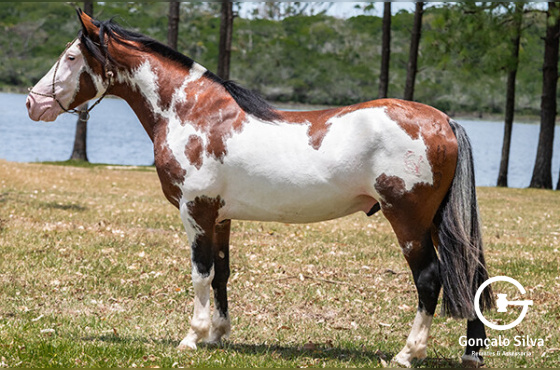 PASO DOBLE DA ESTANCIA DO CAVERA