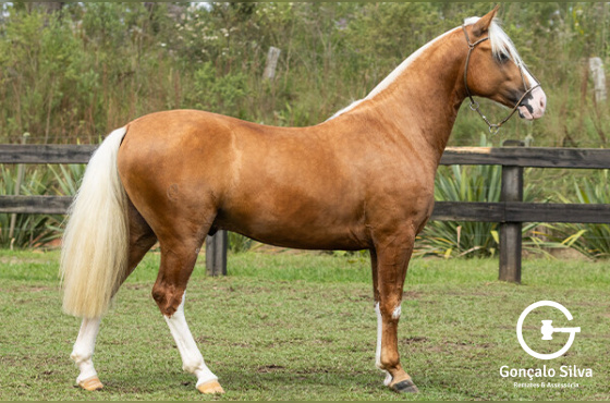 ÁGATA LENÇO BRANCO