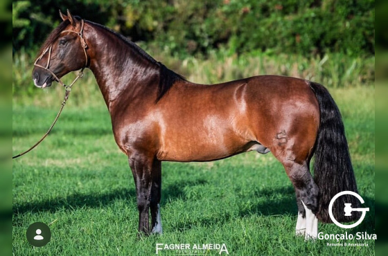 URCO DE SANTA THEREZA