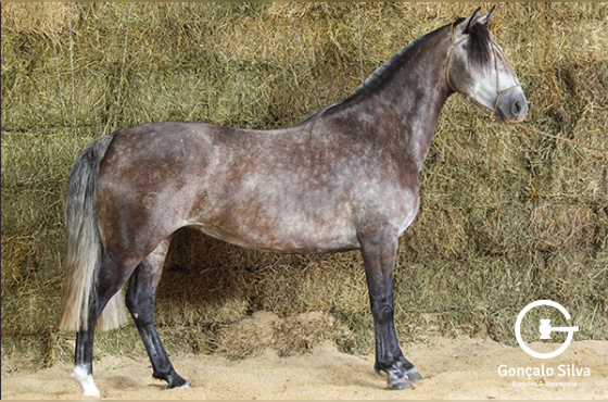 SALSA NEGRA DO TABOÃO