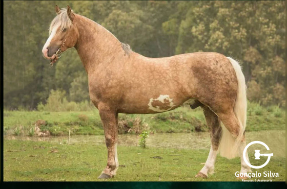 RZ MAGANO DA CARAPUÇA