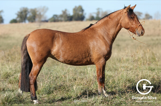 HAGATA DE QUARACI