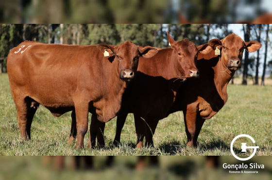 VACAS DESMAMADAS PRENHES - RM - LOTE