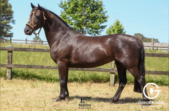  LAS CALLNAS JOVEN MOROCHA