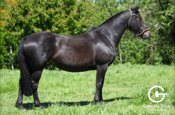 PELOTERA DA VENDRAMIN